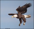 _1SB7463 american bald eagle